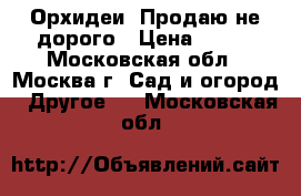 Орхидеи. Продаю не дорого › Цена ­ 200 - Московская обл., Москва г. Сад и огород » Другое   . Московская обл.